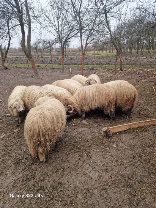 Vand  oi tenere de tinut