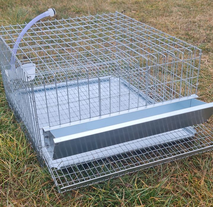 Vand prepelițe japoneze