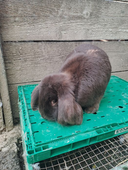 Vând iepuroica berbec german