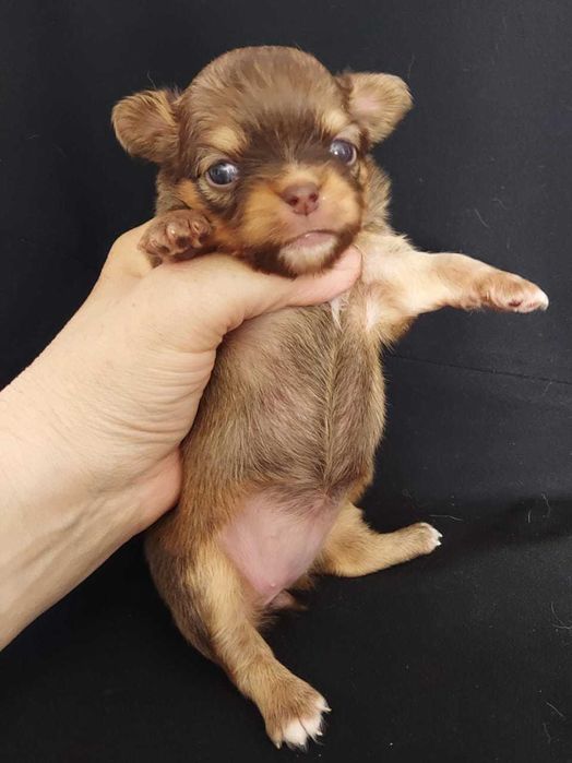 Продаю щенков чихуахуа