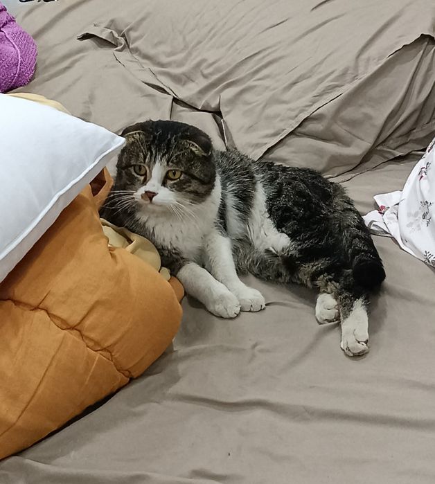 кот шотландский веслоухий