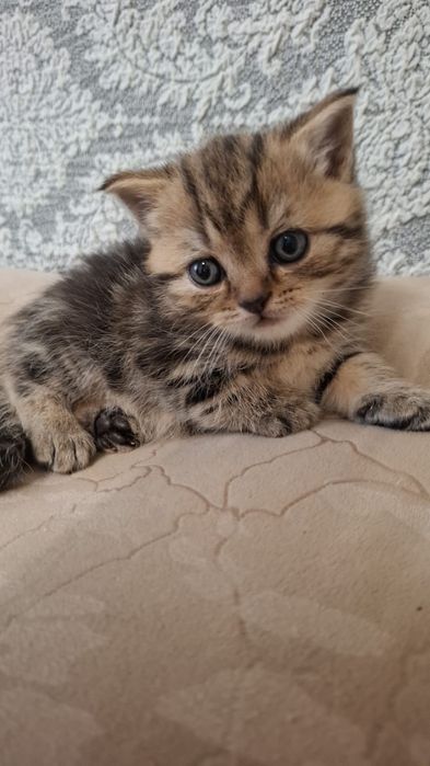 Котята скоттиш фолд и скоттиш страйт