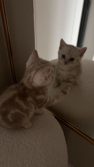 Котенок шотландский мальчик