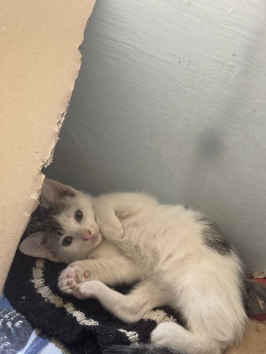 Pisici spre adoptie