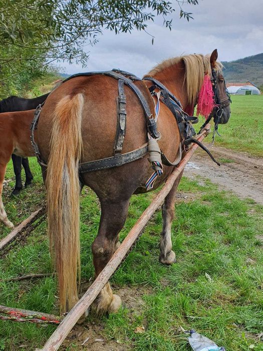 Vand iapa de 7 ani gestanta