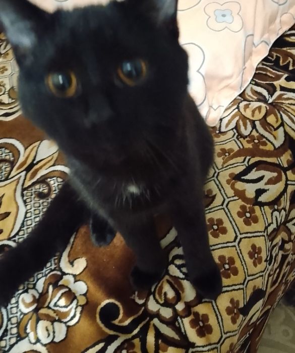 Мальчик чёрненький,в хорошие руки