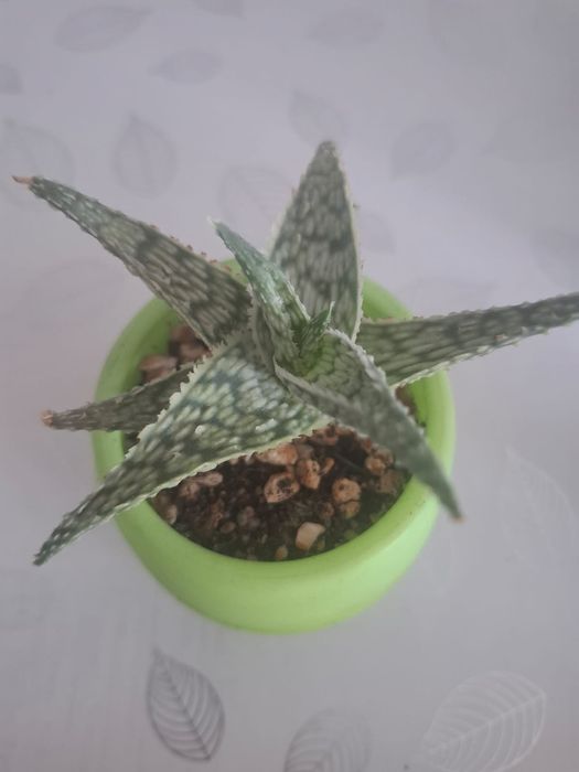 Продам суккуленты