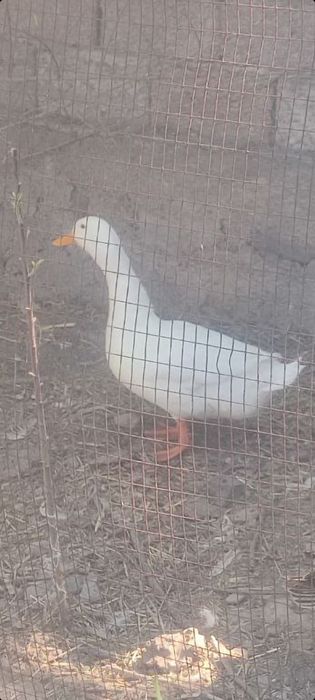 Urdaklar sotiladi  mmmm