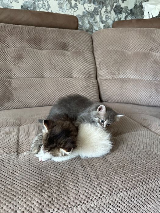 Котята в добрые руки