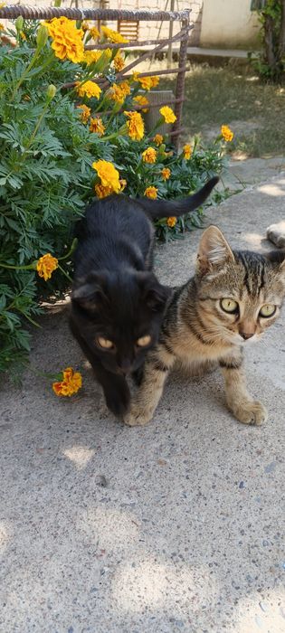 Продаются котята , оба мальчика.