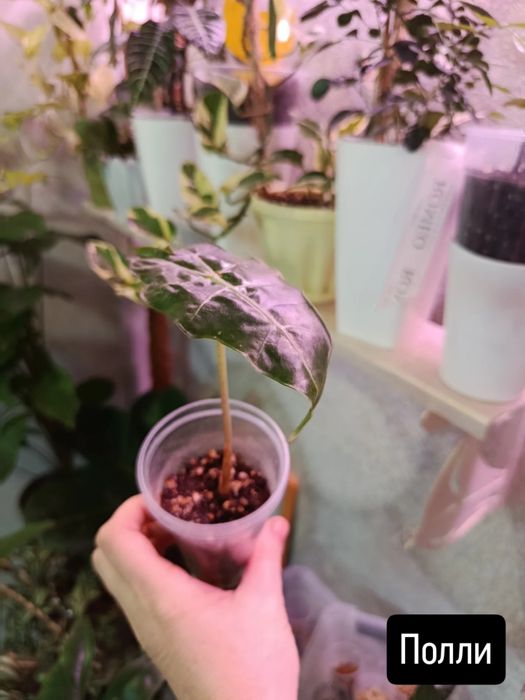 Продам комнатные цветы разные