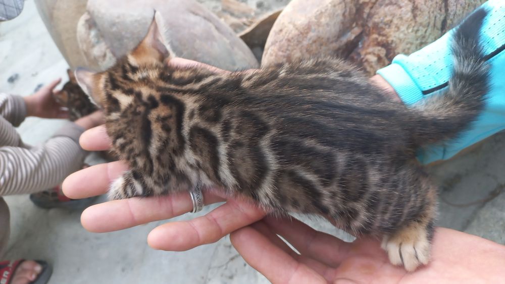 Бенгальские чистокровные котята!