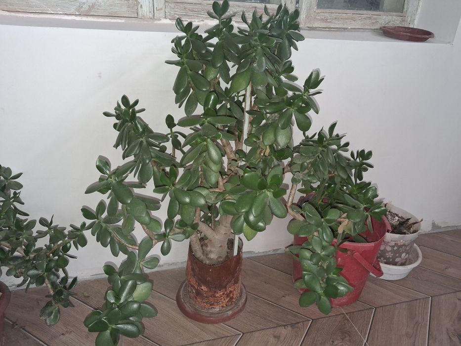 Продаются цветы денежное дерево от 100тыс. до 300тыс.