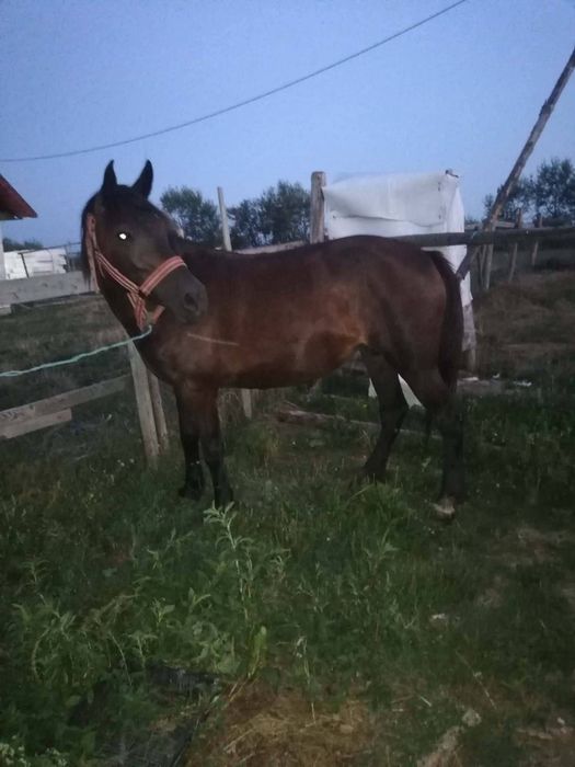 Iapa de vânzare de 9ani