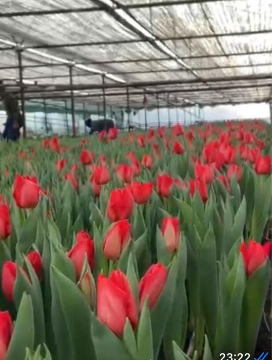 Оптом тюльпаны. Тюльпаны оптом и в розницу.Голландские тюлпаны