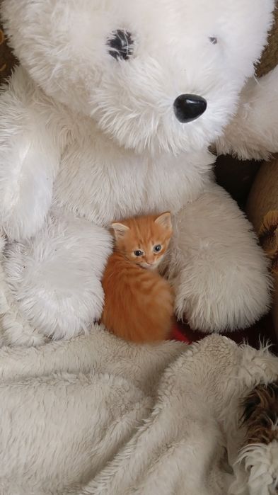 Отдам в добрые рруки