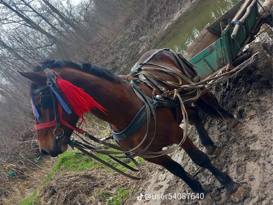 Vand Armasar 2 ani jumate