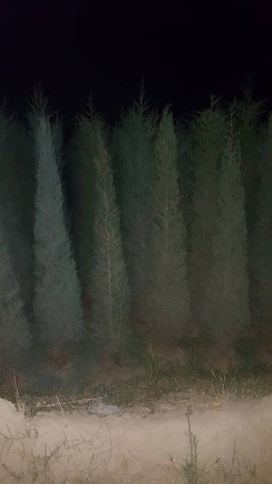 Можжевельник ОПТОМ!