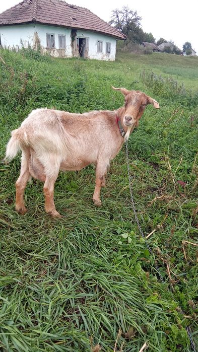 Schimb capra cu iada, pentru o vițică