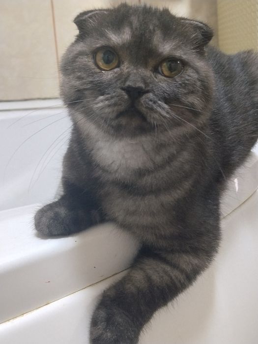 Pisoias Scottish fold