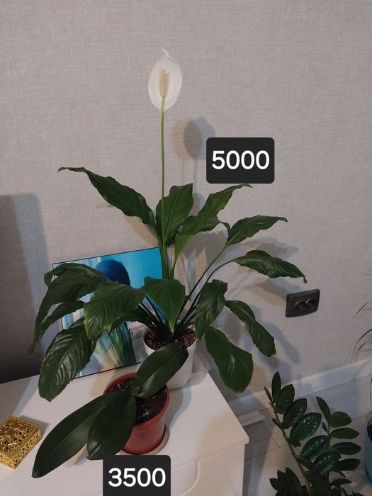 Продам комнатные цветы.