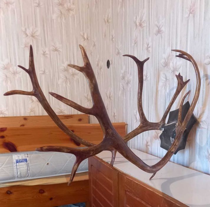 Рога от благороден елен, трофей