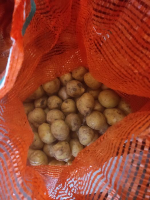 Продам картофель