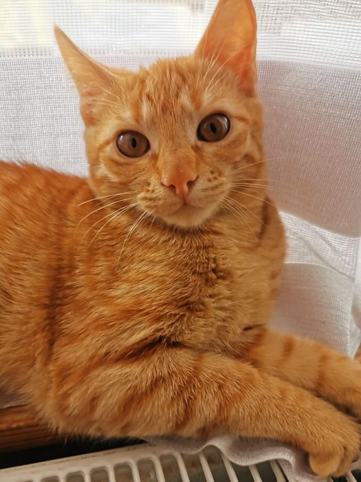 Căutăm o casă pentru doi frați de nedespărțiti Sofia si Jinxi
O fetiț