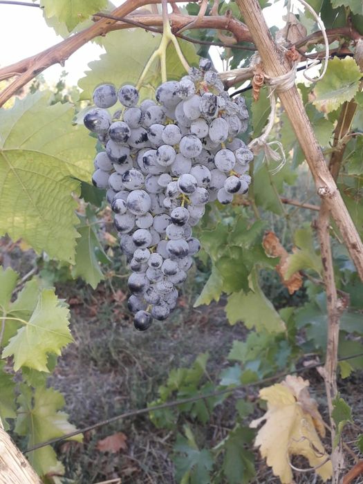 Саженцы винограда