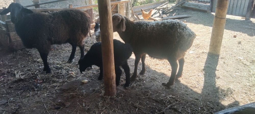 Сатыладыыыыыыыыы