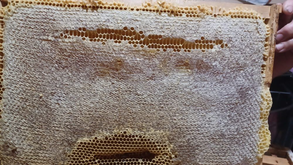 Vând miere  de mană  și rapiță