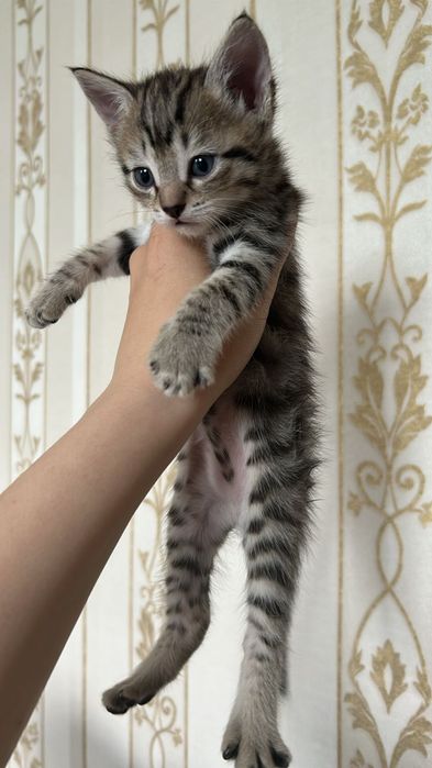 Отдам котят в добрые руки