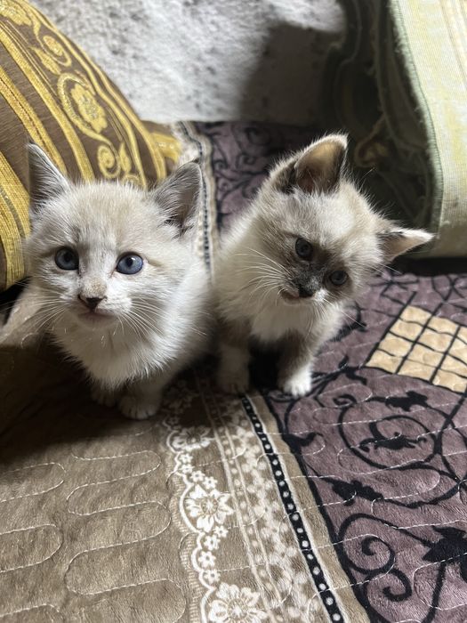 Отдам котят мальчик и девочка