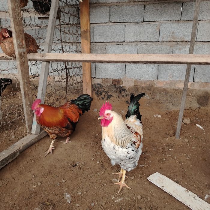 Қораз қораз сатылады