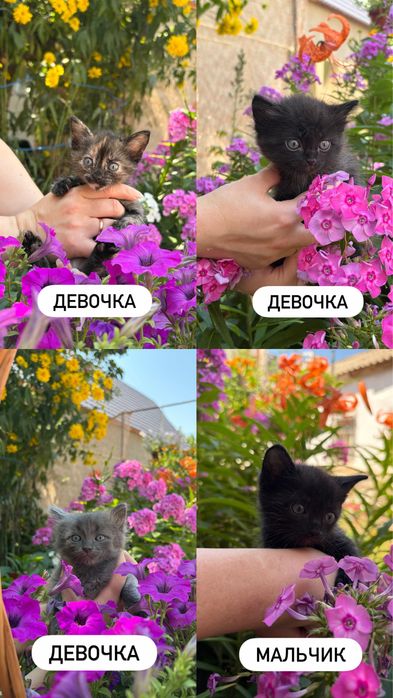 отдам котят в добрые руки
