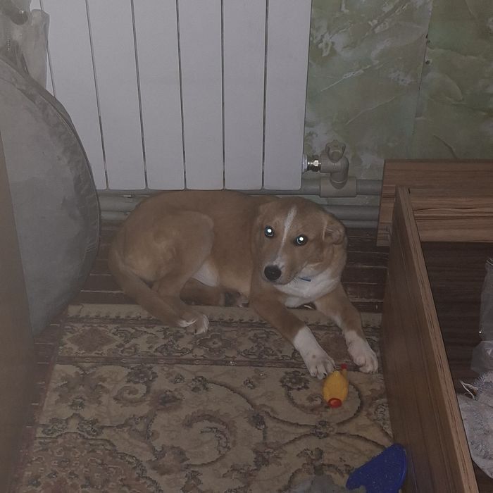 Отдам щенка в добрые руки,девочка