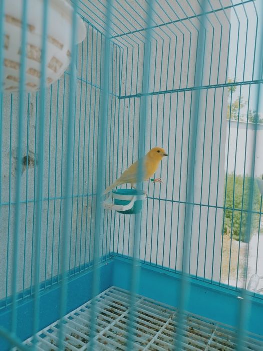 Kanareka nar limon