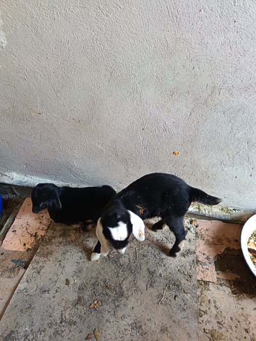 Сауын порода  ешки  сутті