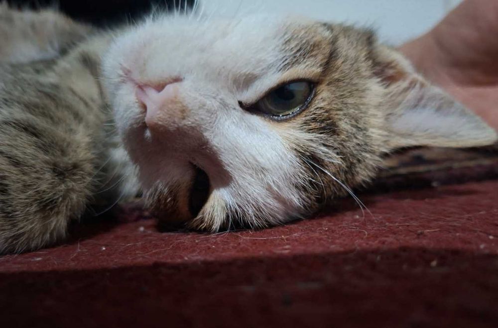 Mushuk yaxshi qo'llarga beriladi.