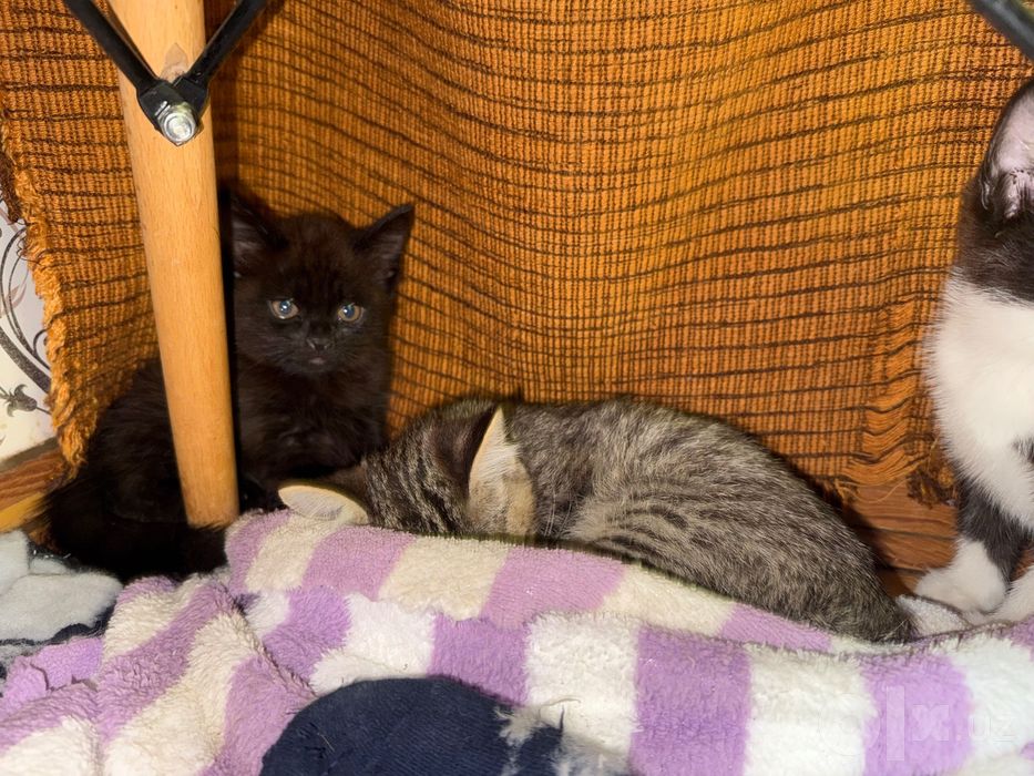 Отдам котят в хорошие руки