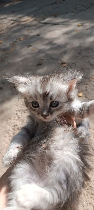 Котята породистые