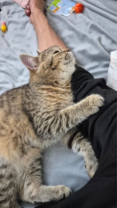 Отдам в добрые руки ласковую кошку