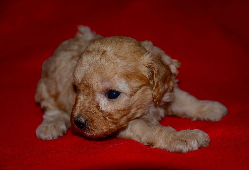 Той -пудель ,очаровательные малыши!