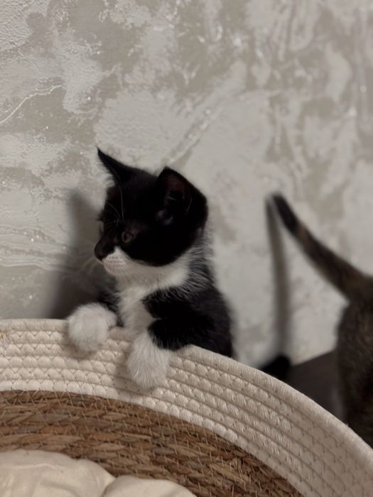 Домашний котенок в добрые руки мальчик