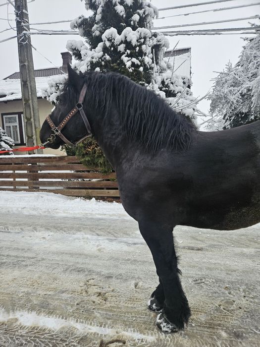 Vând armasar! Vârstă 4 ani