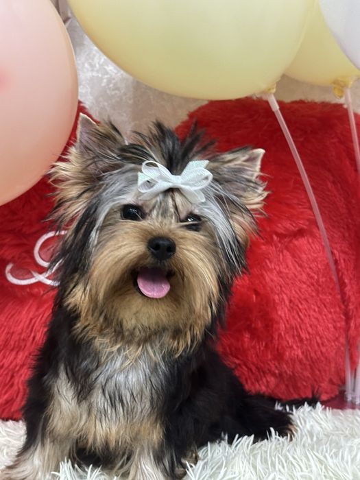 Красивый мальчик йорик беби фейс