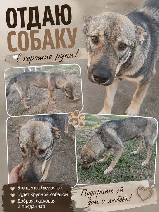 Отдам собаку в хорошие руки