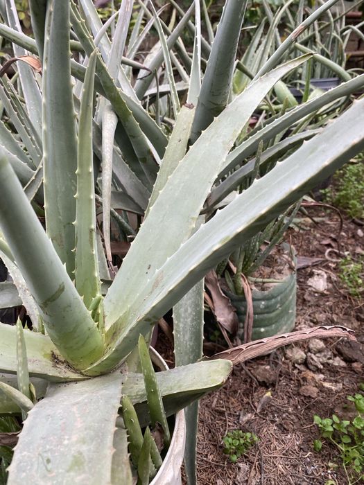 Алоэ вера многолетние