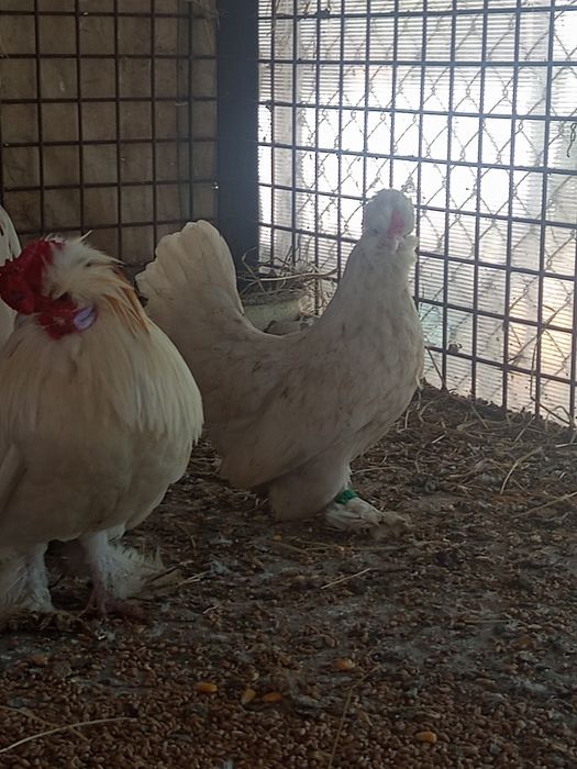 Găinușe moțate pitici caută altă casa
