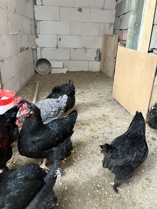 Oua incubat gaini Marans -oua ca de ciocolata